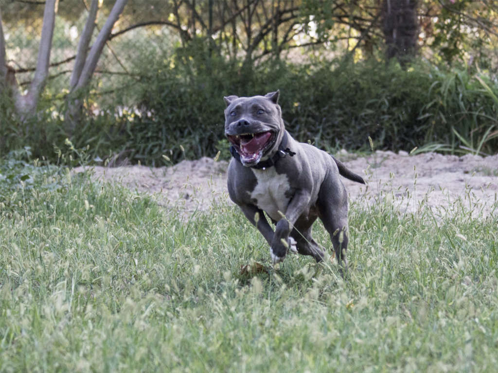 pitbull forest house