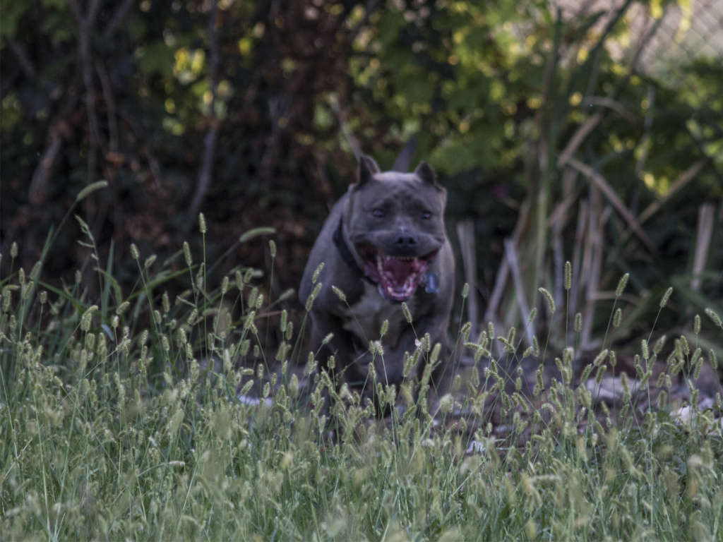 pitbull forest house