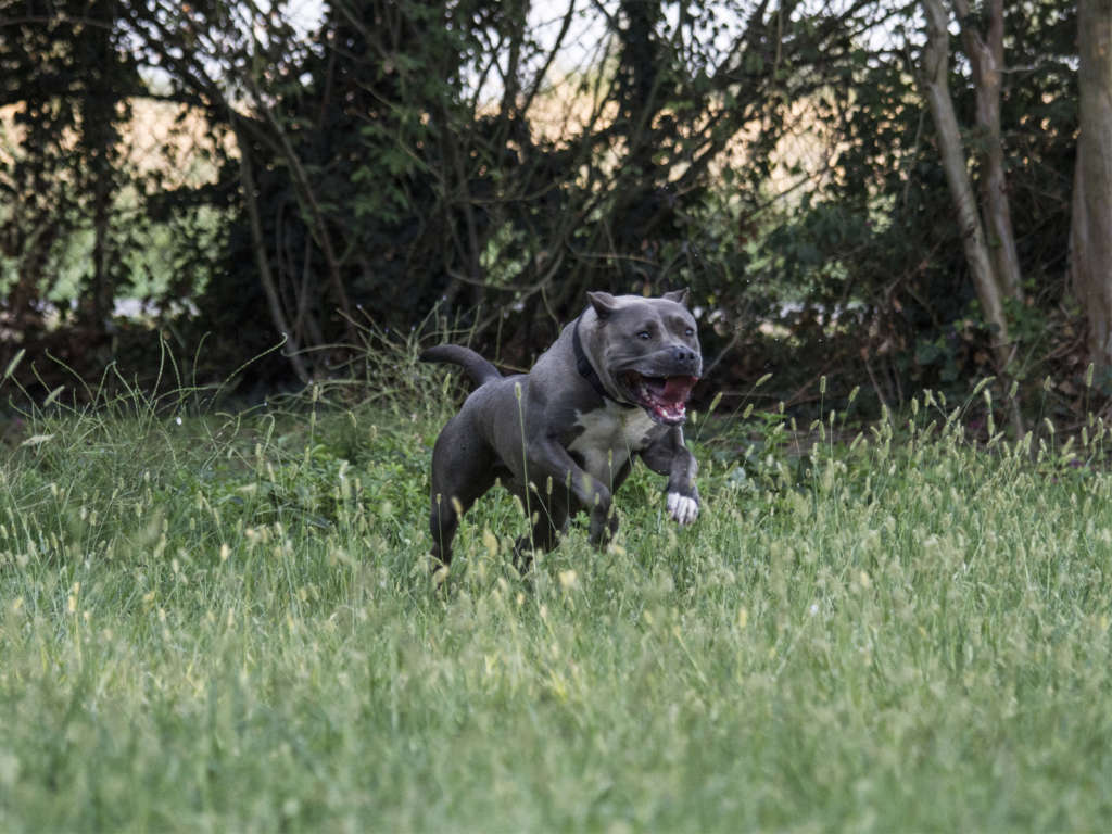 pitbull forest house