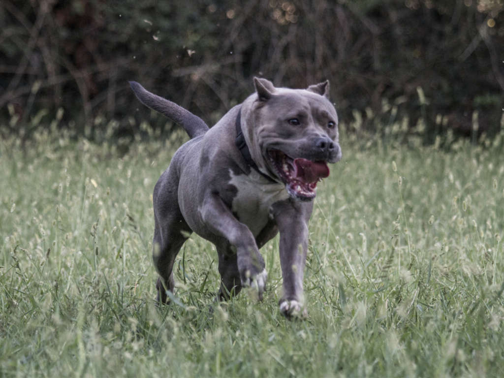 pitbull forest house