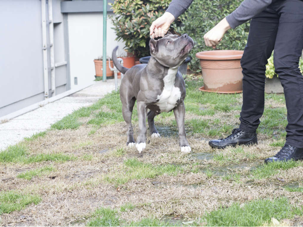 pitbull forest house