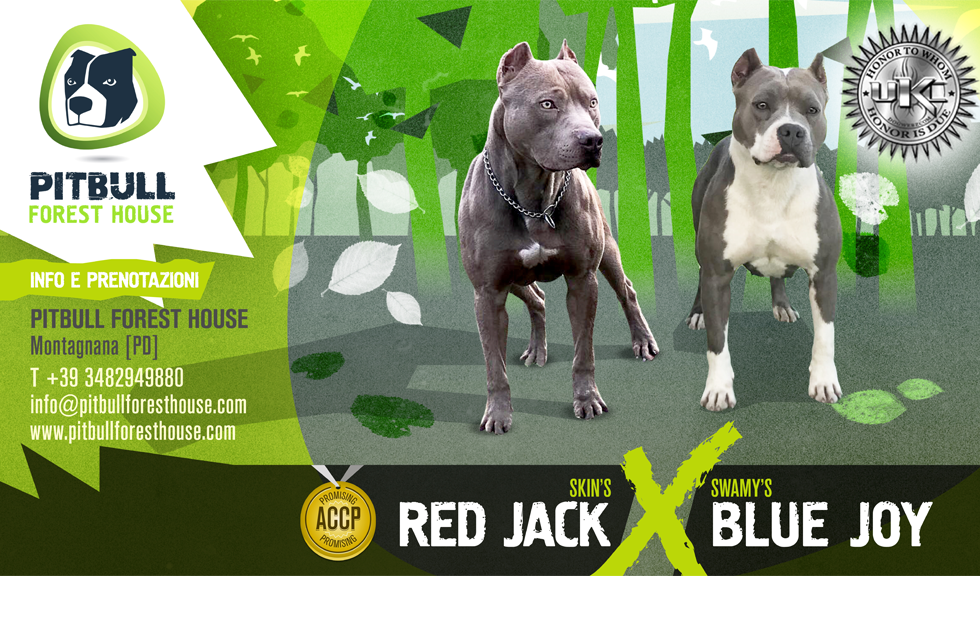 breeding pitbull