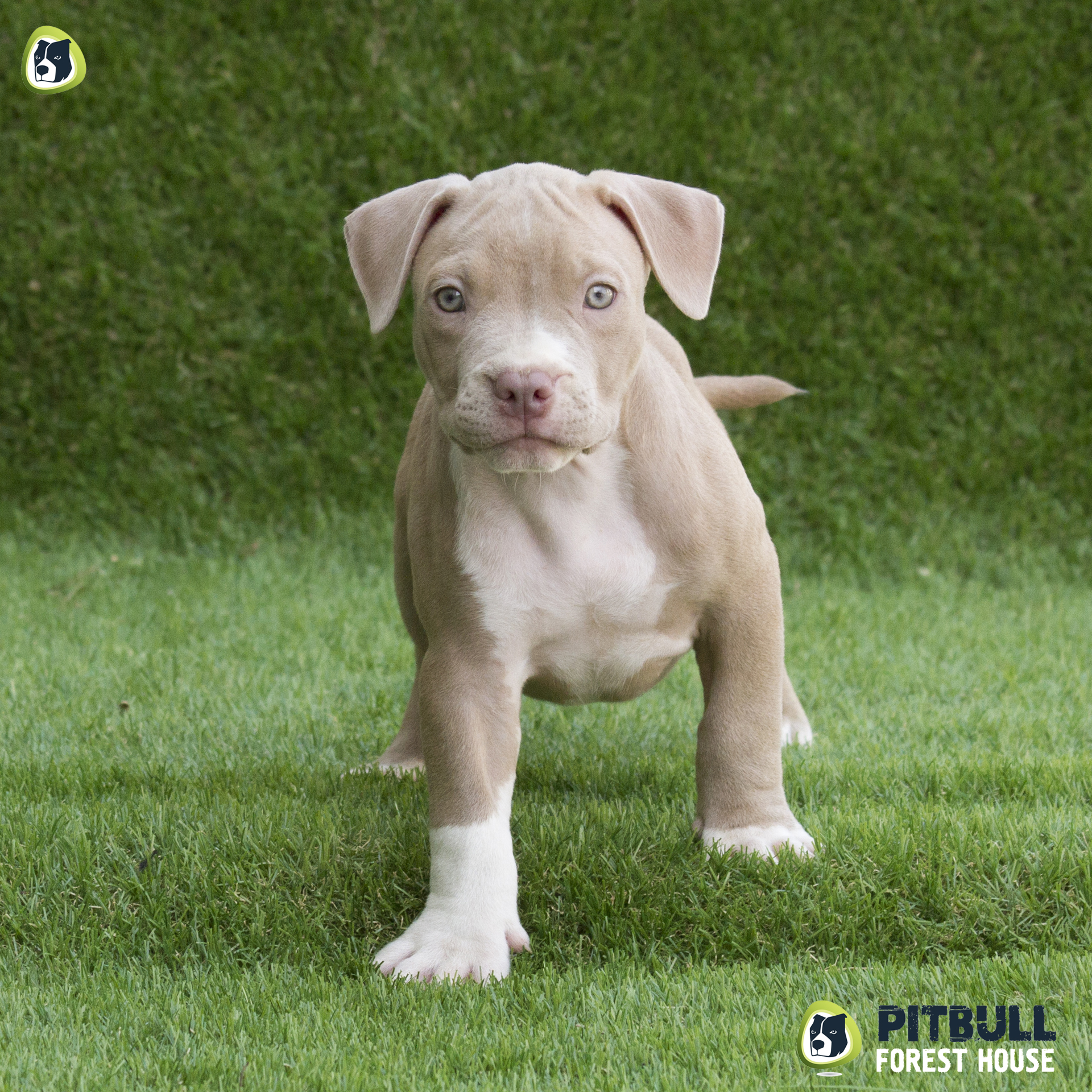 American Pitbull Terrier Silver - AMERICAN PITBULL KENNEL