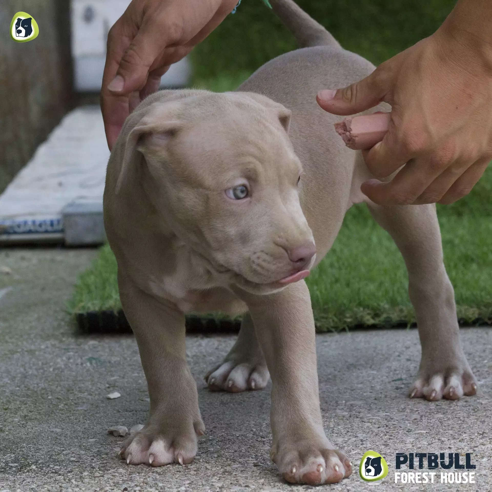 Champagne 2024 color pitbull