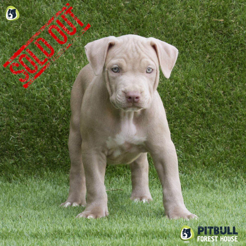 Red Nose Pitbull Puppy Standard UKC - PITBULL UKC KENNEL