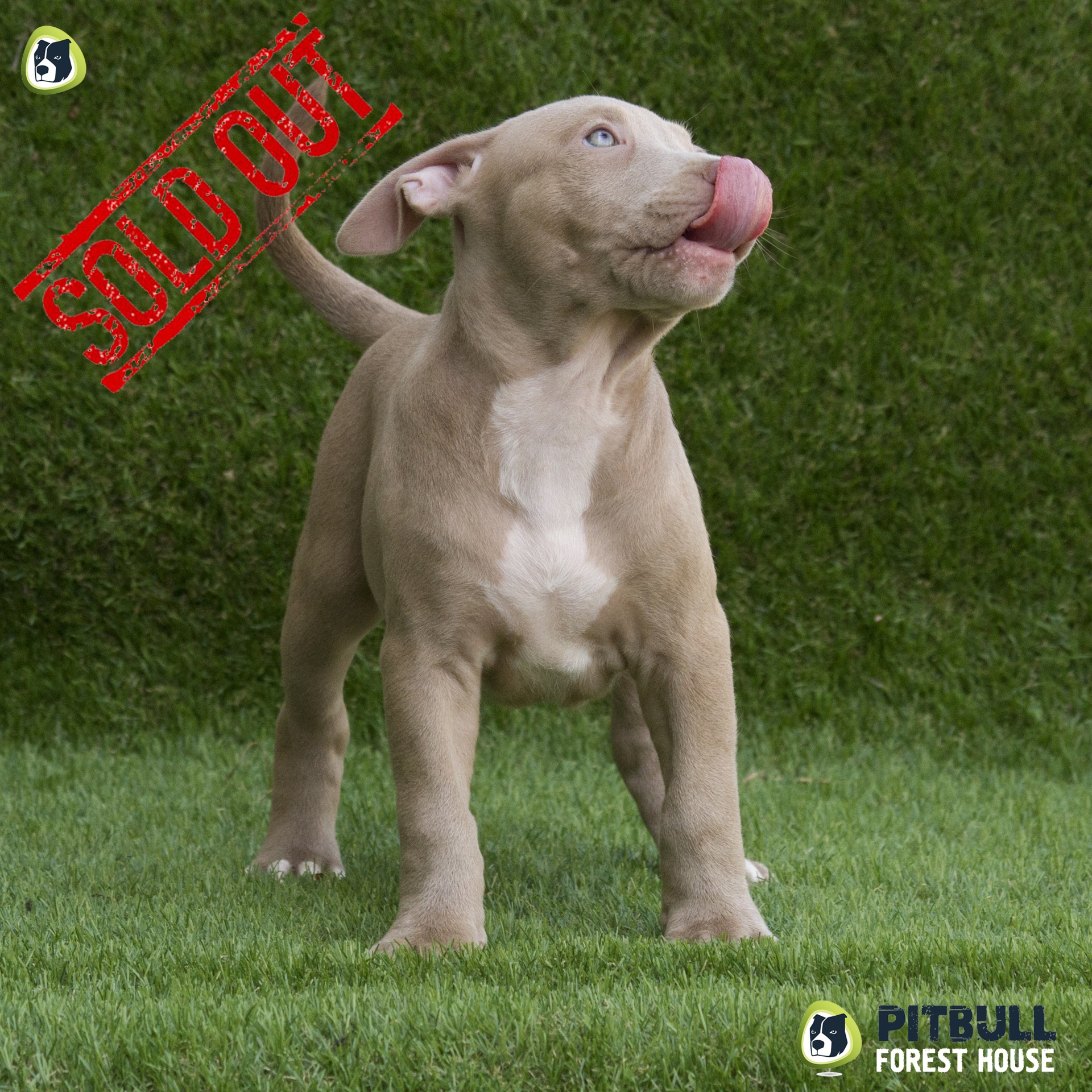 silver pitbull puppy for sale