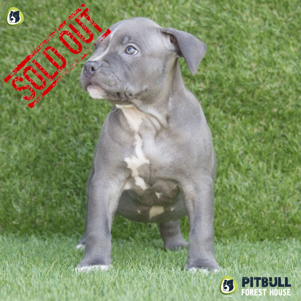 Blue Nose Female Puppy - PITBULL UKC KENNEL