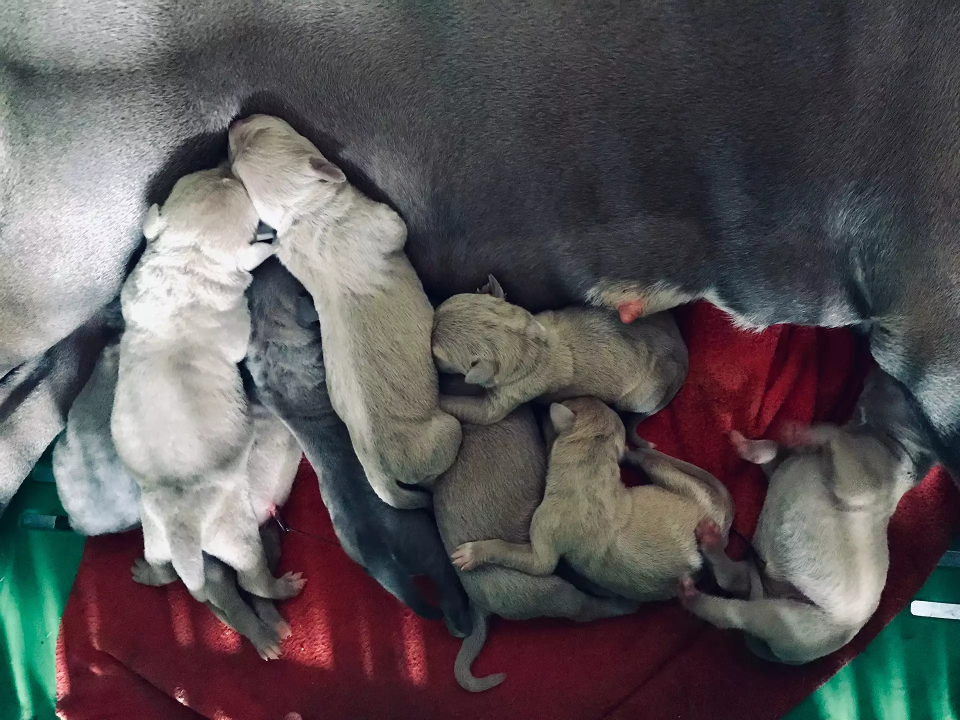 Ukc best sale pitbull puppies