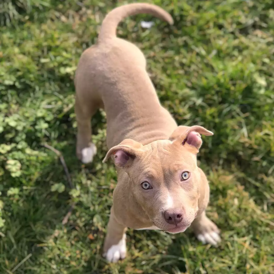 red nose pitbull puppies for sale in california