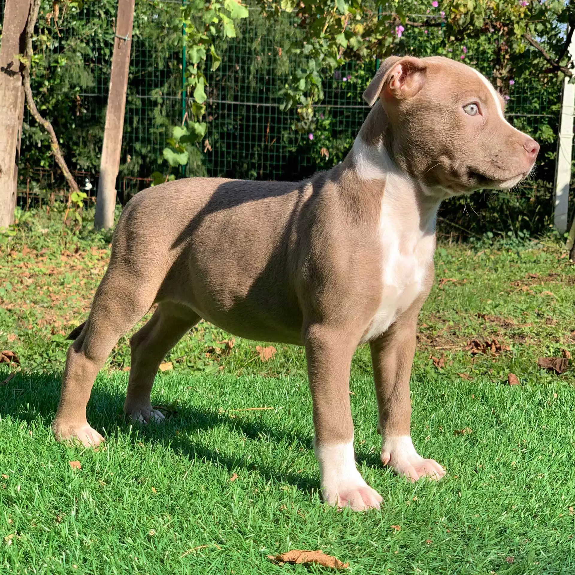 Red nose champagne store pitbull