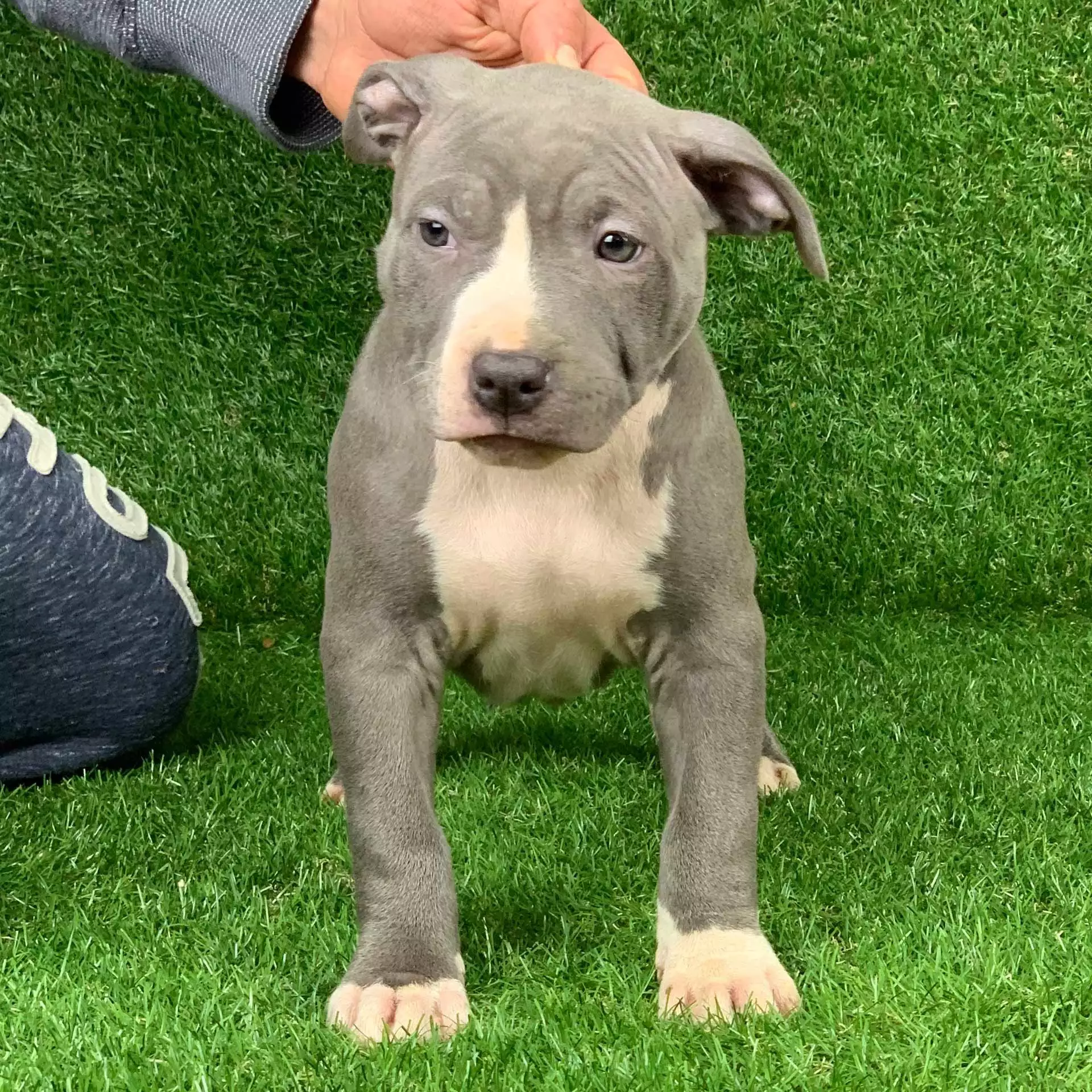 Pitbull Puppies for sale - American 
