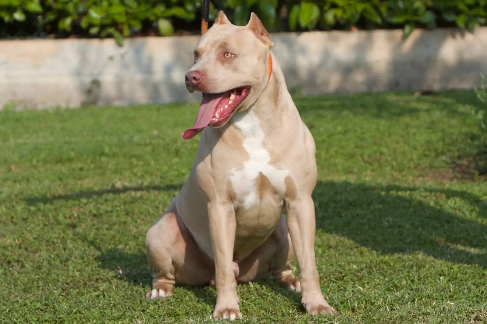 Pitbull red hot sale nose beige