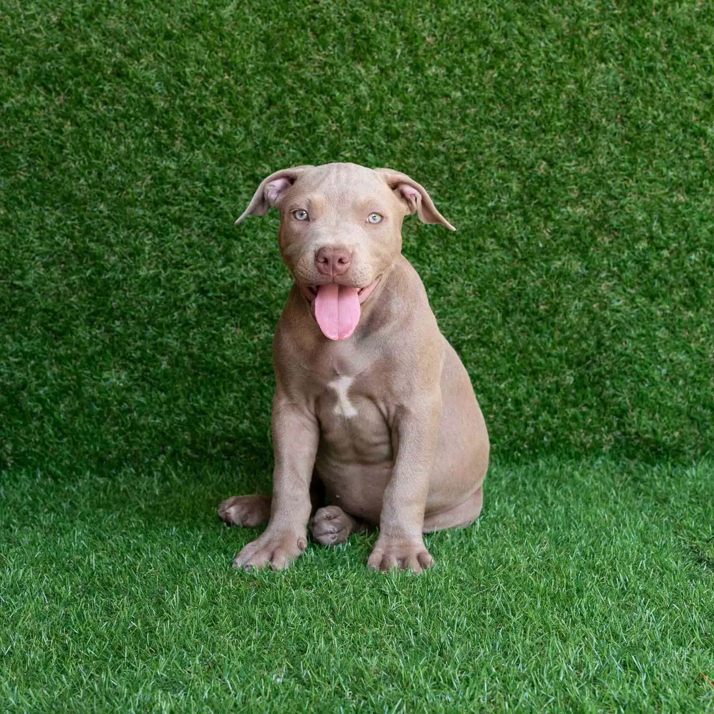 Champagne color pitbull hot sale puppies for sale