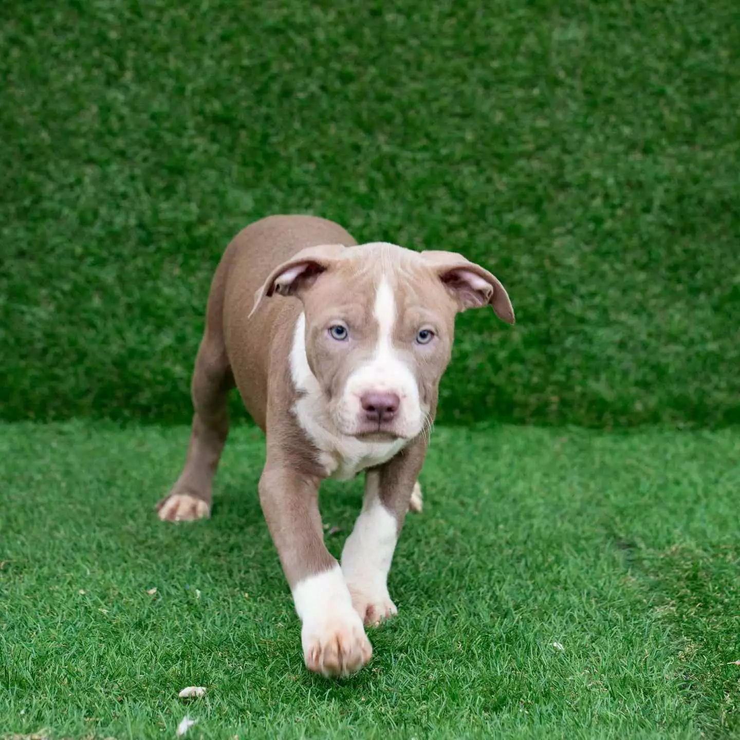 red nose pit bull terrier puppies