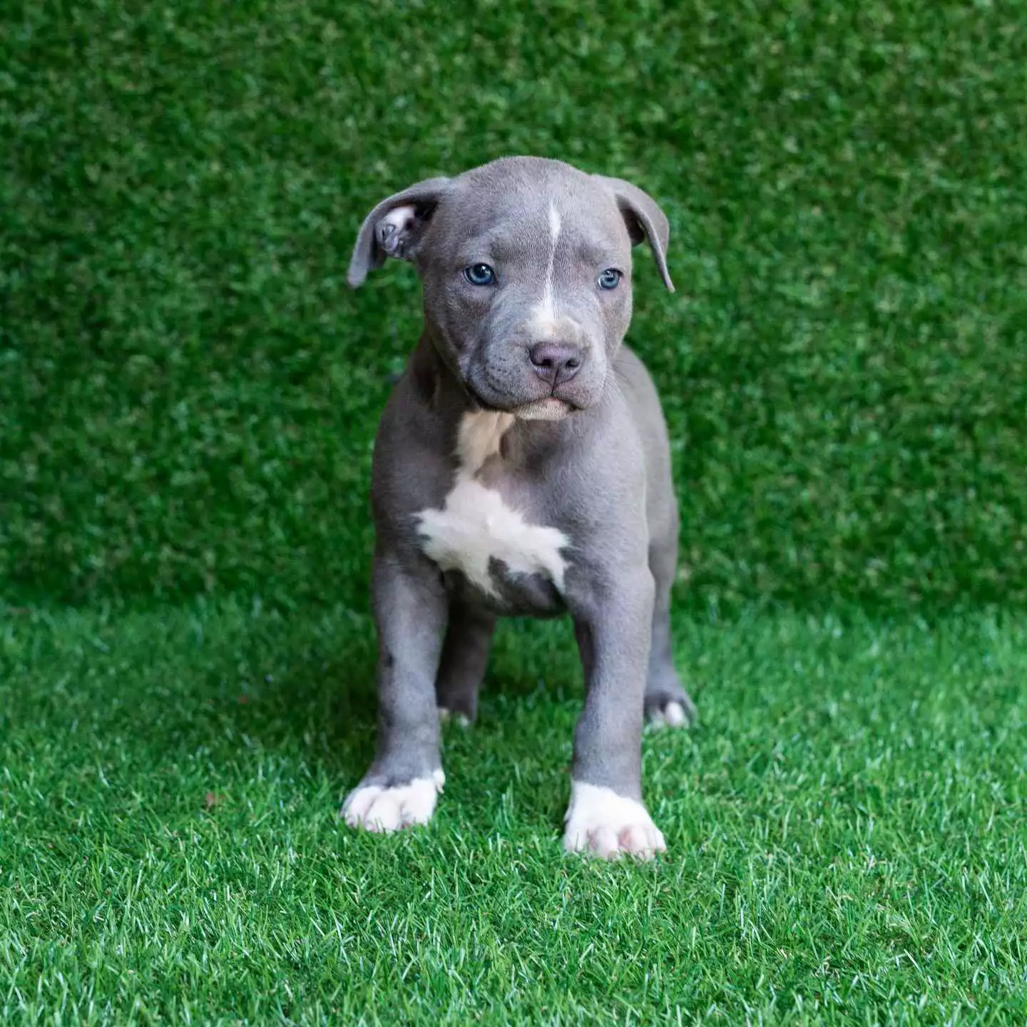 blue nose american pitbull terrier