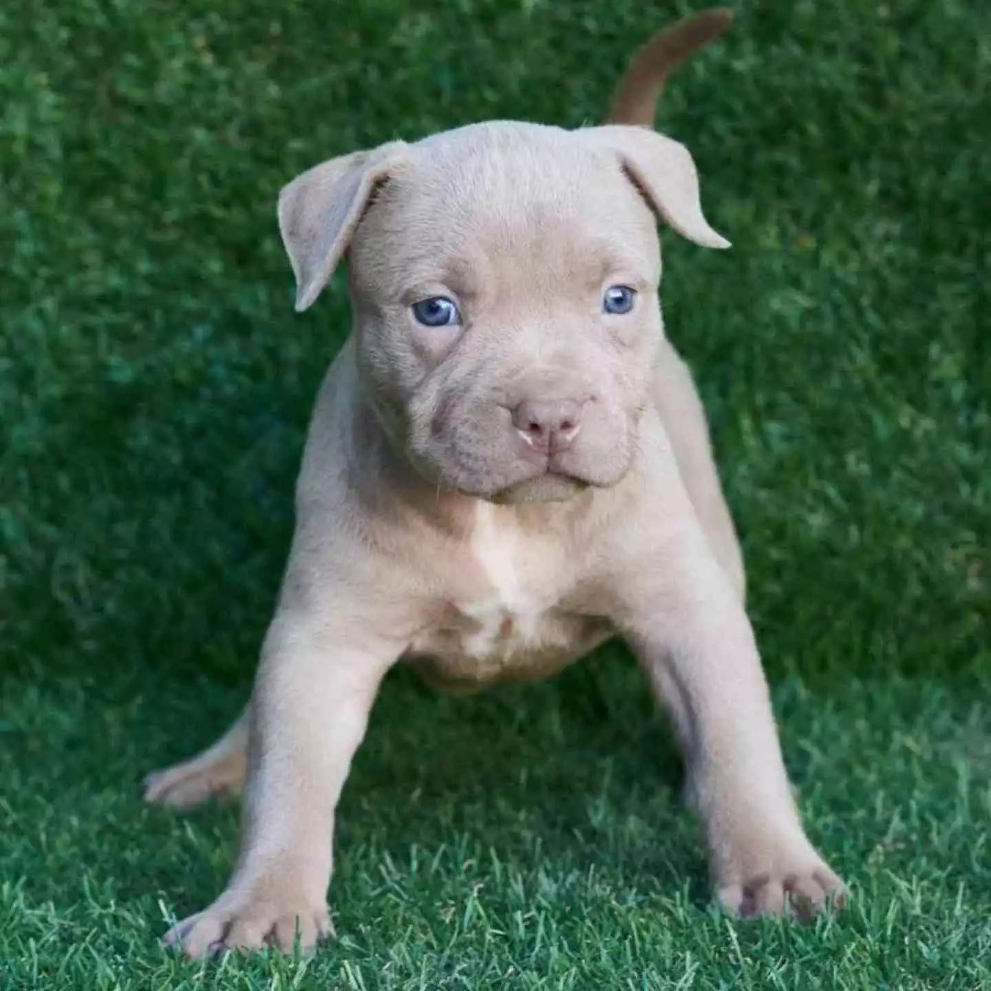 perros pitbull blue nose