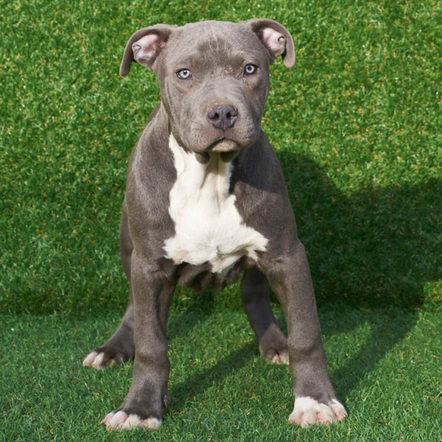 American Pitbull Terrier Puppies for Sale Breeding Centre